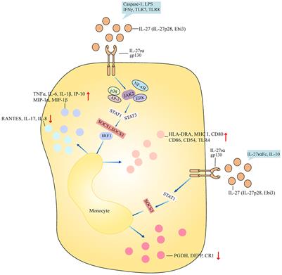 An updated advancement of bifunctional IL-27 in inflammatory autoimmune diseases